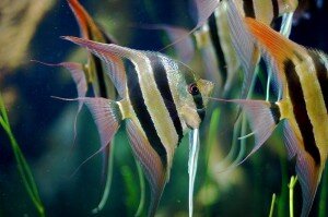 Pterophyllum_Altum angelfish picture