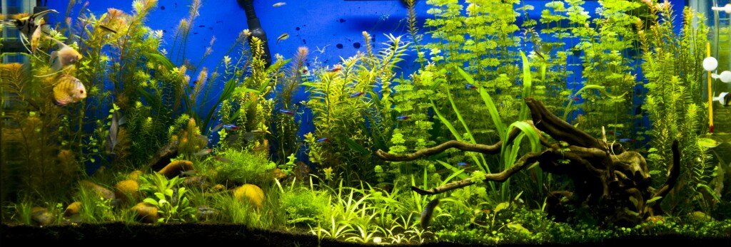 What types of fish are good tank mates for angelfish?