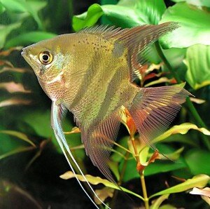 leopold angelfish picture