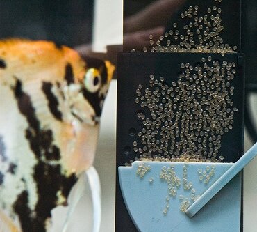 Breeding Angelfish: Information for the Beginner Angelfish Breeder