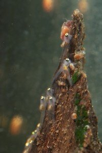 Angelfish fry, about 7 to 8 days old.