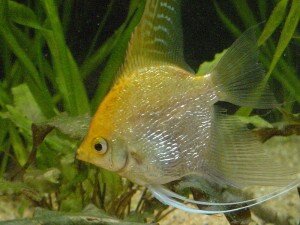 Gold Pearlscale Angelfish photo