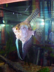 smokey angelfish photo
