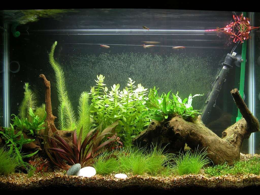 fish tank decorations plants